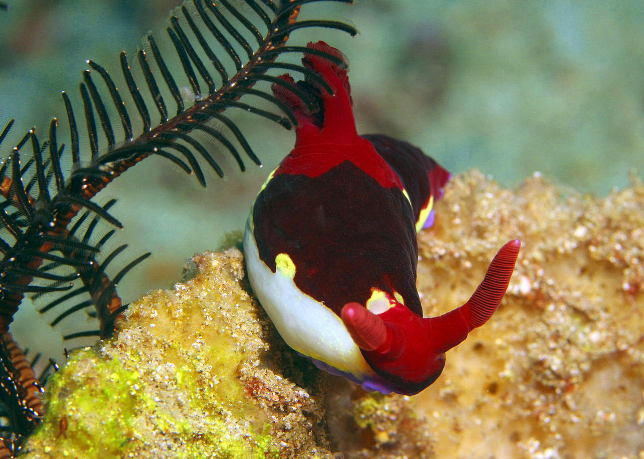 Nembrotha chamberlaini